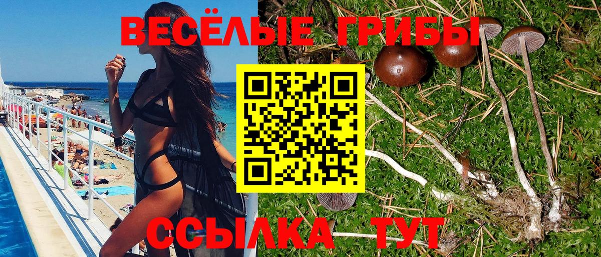 Галлюциногенные грибы Psilocybe Волгодонск